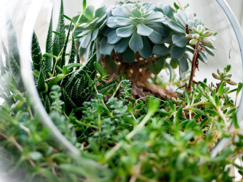 Why Terrarium Building Is Going to Be Your New Favourite Thing